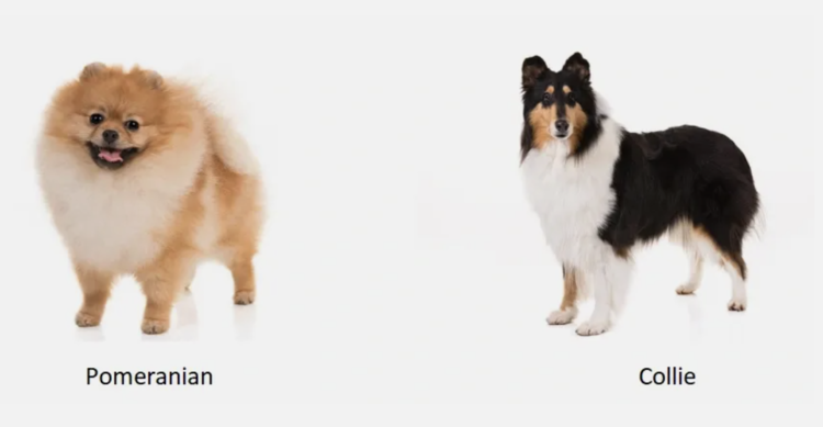 dogs with long hair C.png