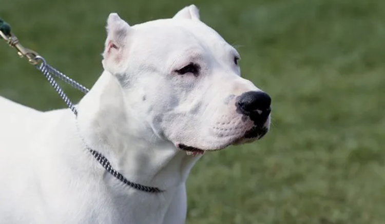 Image from http://www.vetstreet.com/dogs/dogo-argentino.