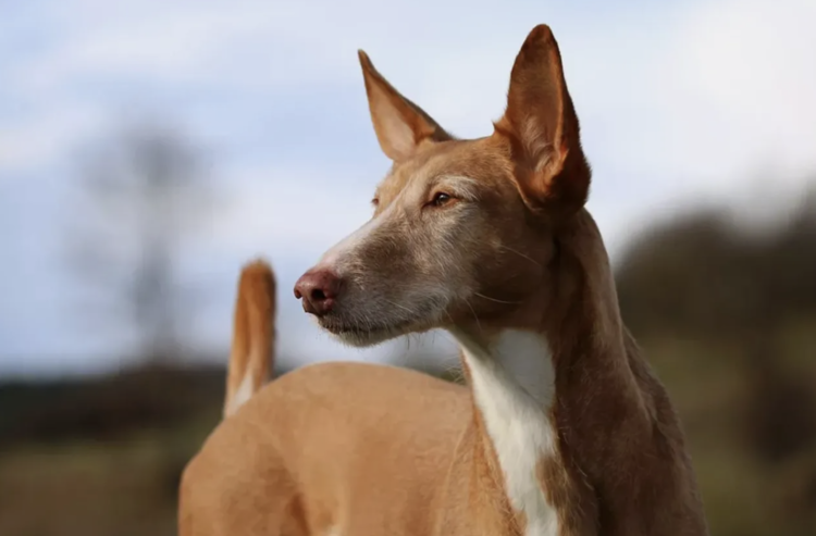 Image from https://www.thesprucepets.com/podenco-dog-full-profile-history-and-care-4693495.