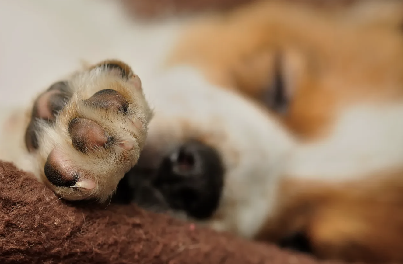 Do Dogs Sweat Through Their Feet