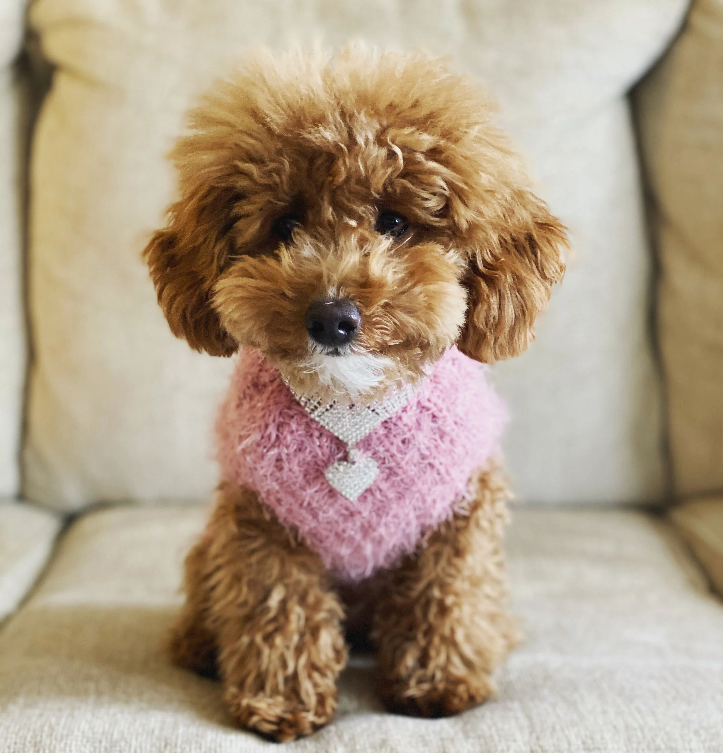 Hershey The Toy Poodle — Dog Whisperer® HQ