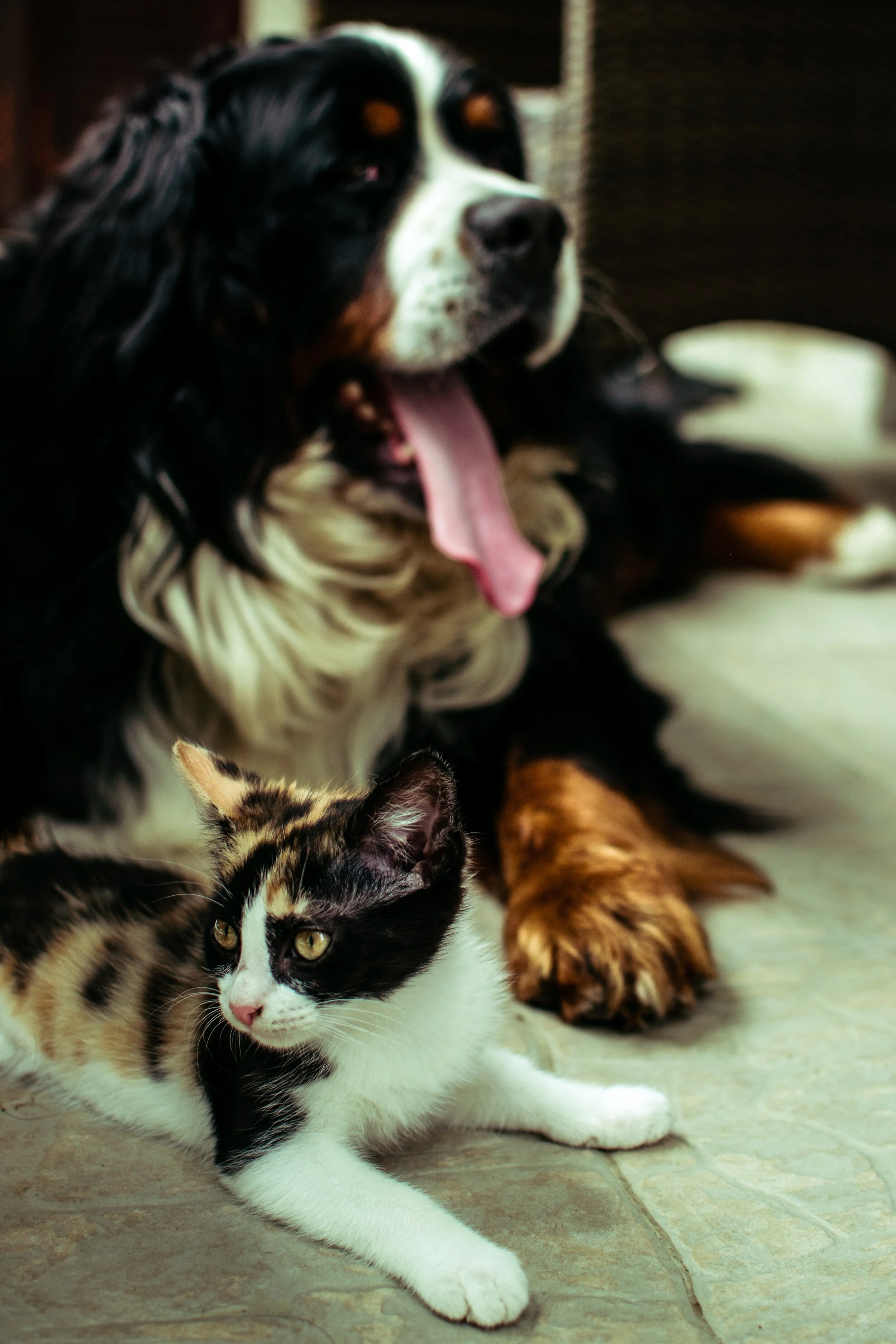 Dog whisperer introducing dog to cat sales