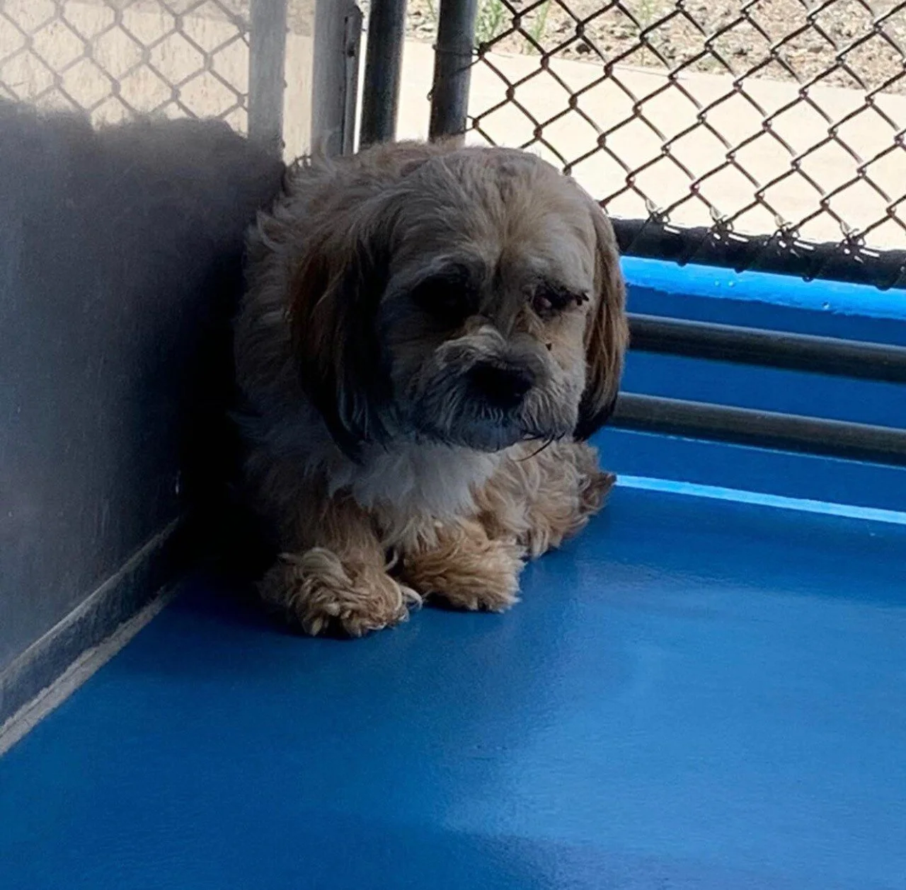 Peabody, The Mixed Breed Rescue — Dog Whisperer® HQ