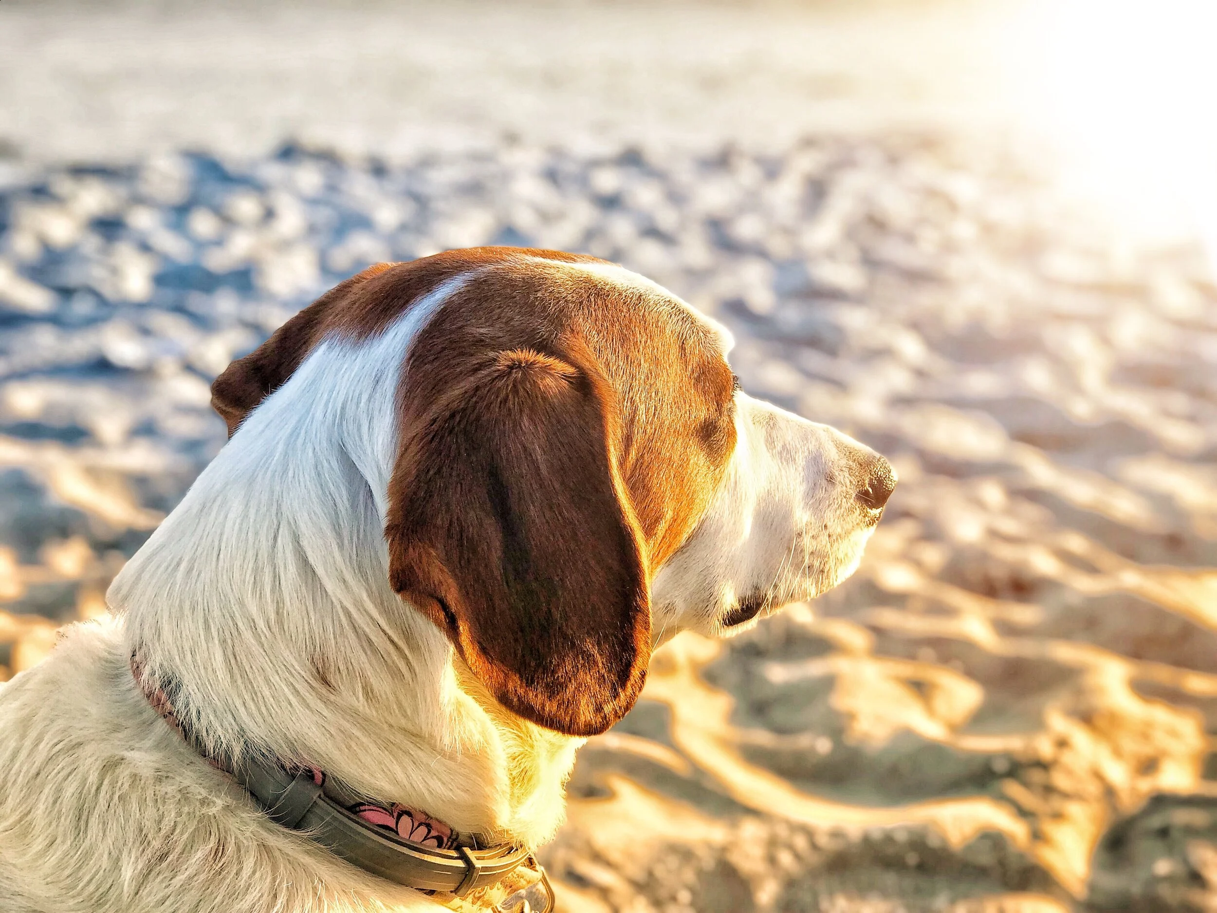 Can Dogs Get Sunburned? Here’s How To Protect Your Pup. — Dog Whisperer® HQ