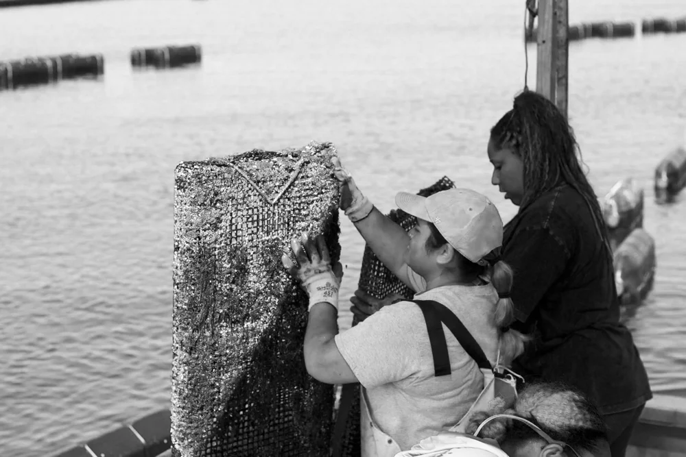 MIA interns working with oyster aquaculture gear on the water