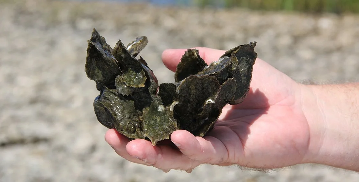 Chesapeake Oyster Alliance Announces 2025 Innovation Awards
