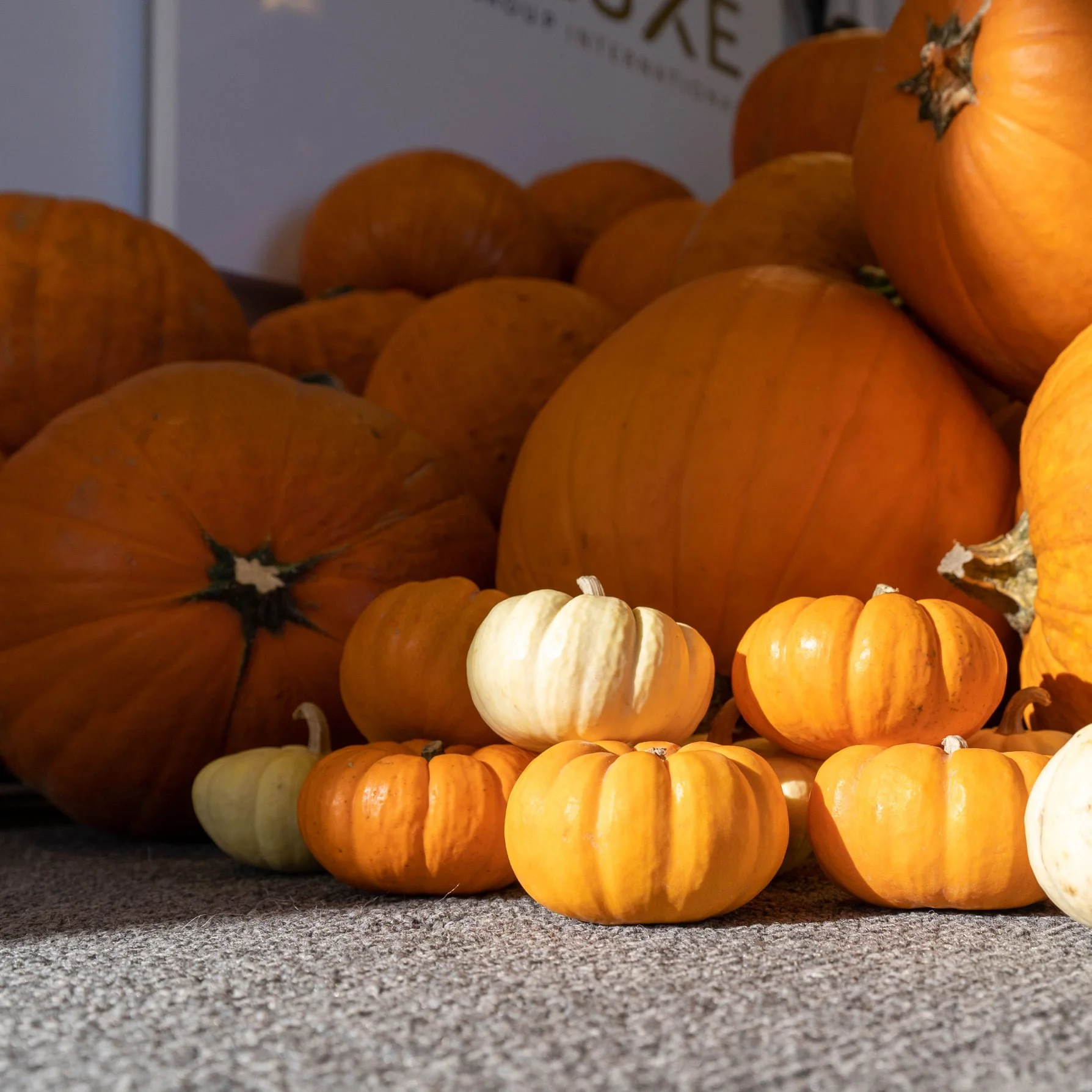 pumpkins.jpg