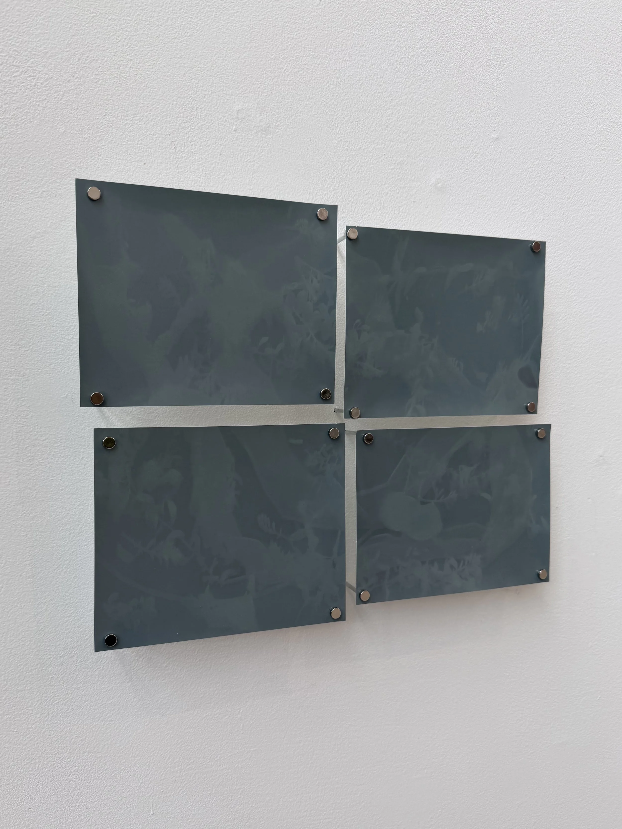     "Latent Sea" lumen of found objects and plants on expired photo paper, 2025, 9" x 12"