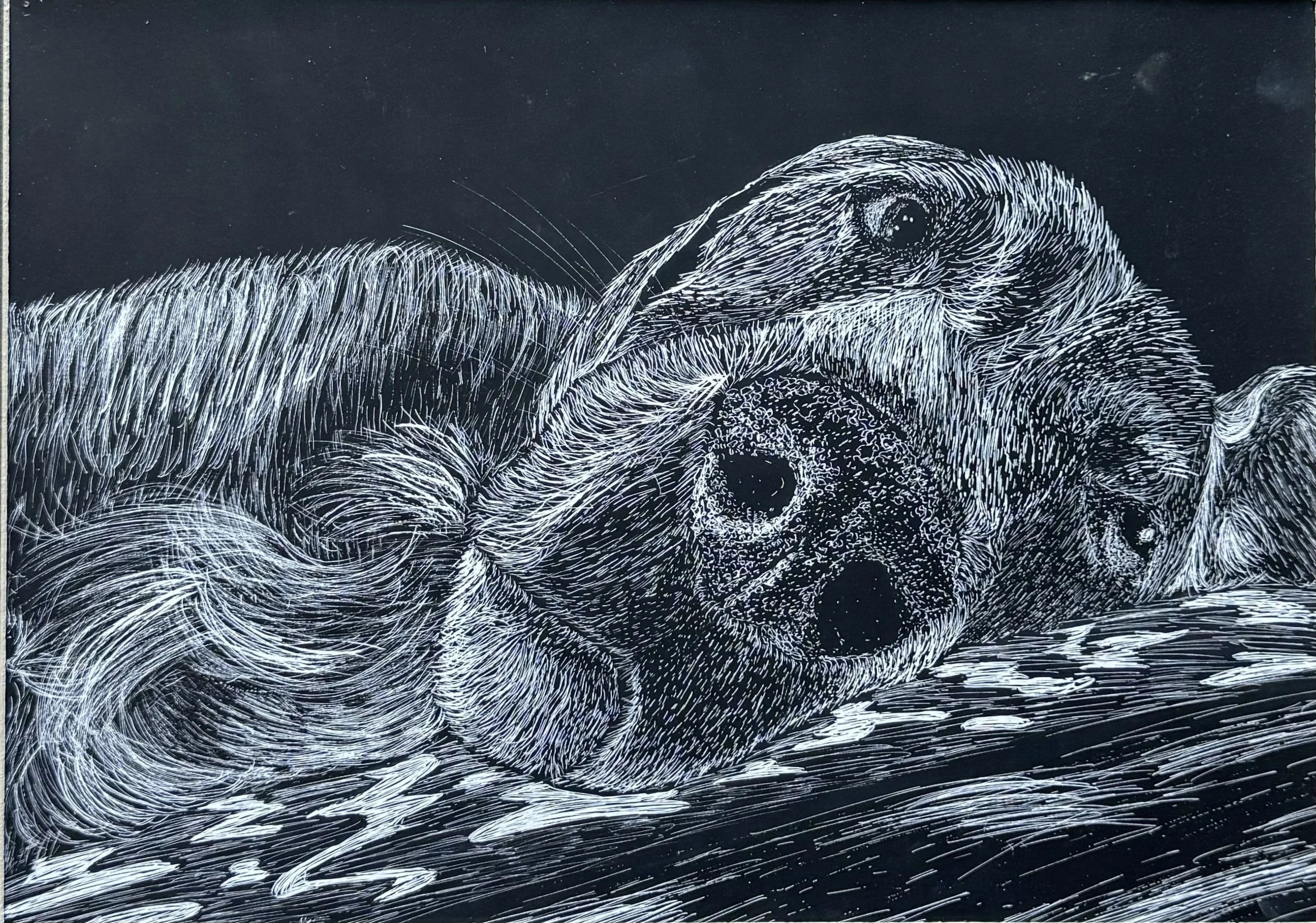 "Phil" v2, 2022, Scratchboard engraving, 10" x 12"