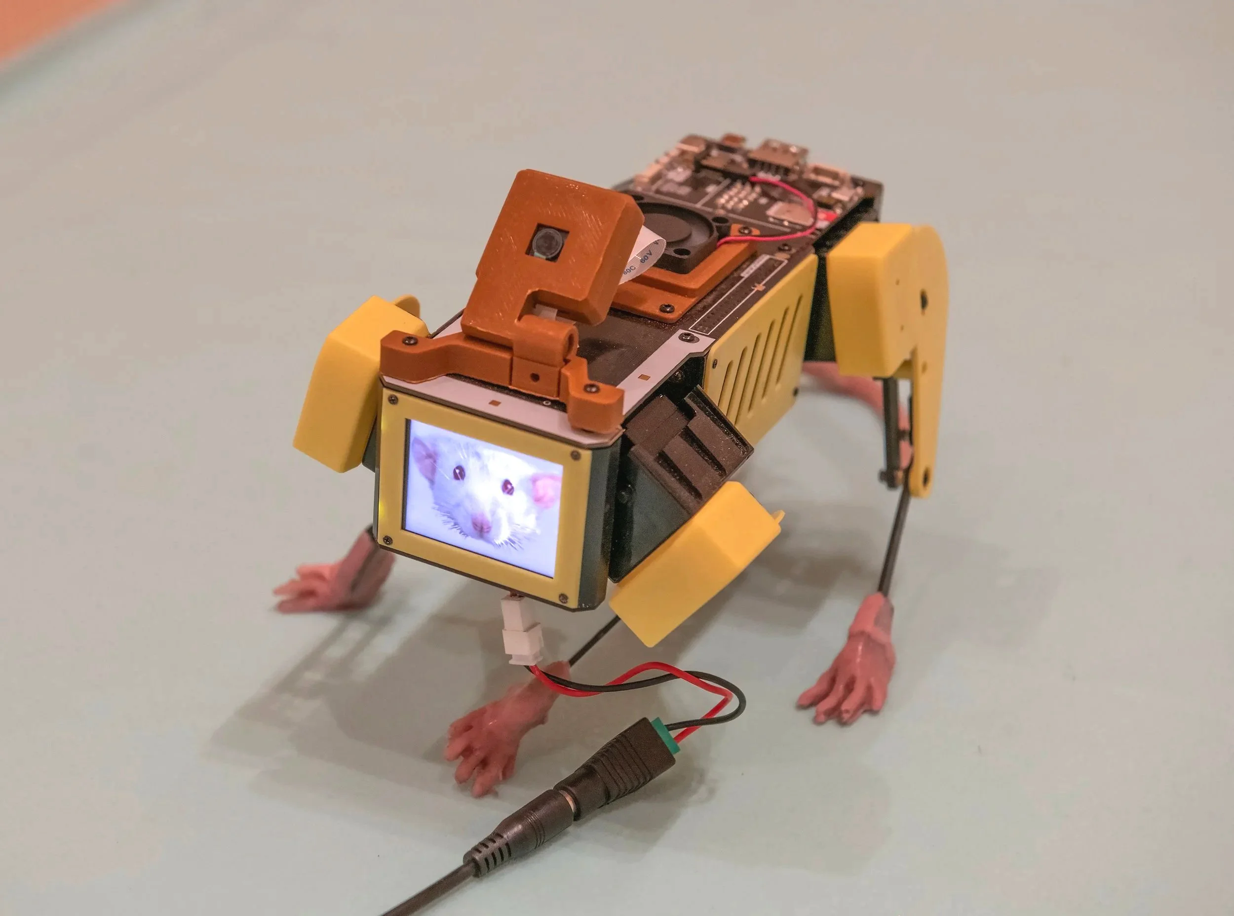 "Ratbot"
Materials: Mangdang Minipupper Robot,silicone. 7 inches by 4 Inches.
Photo credit: John Carlano