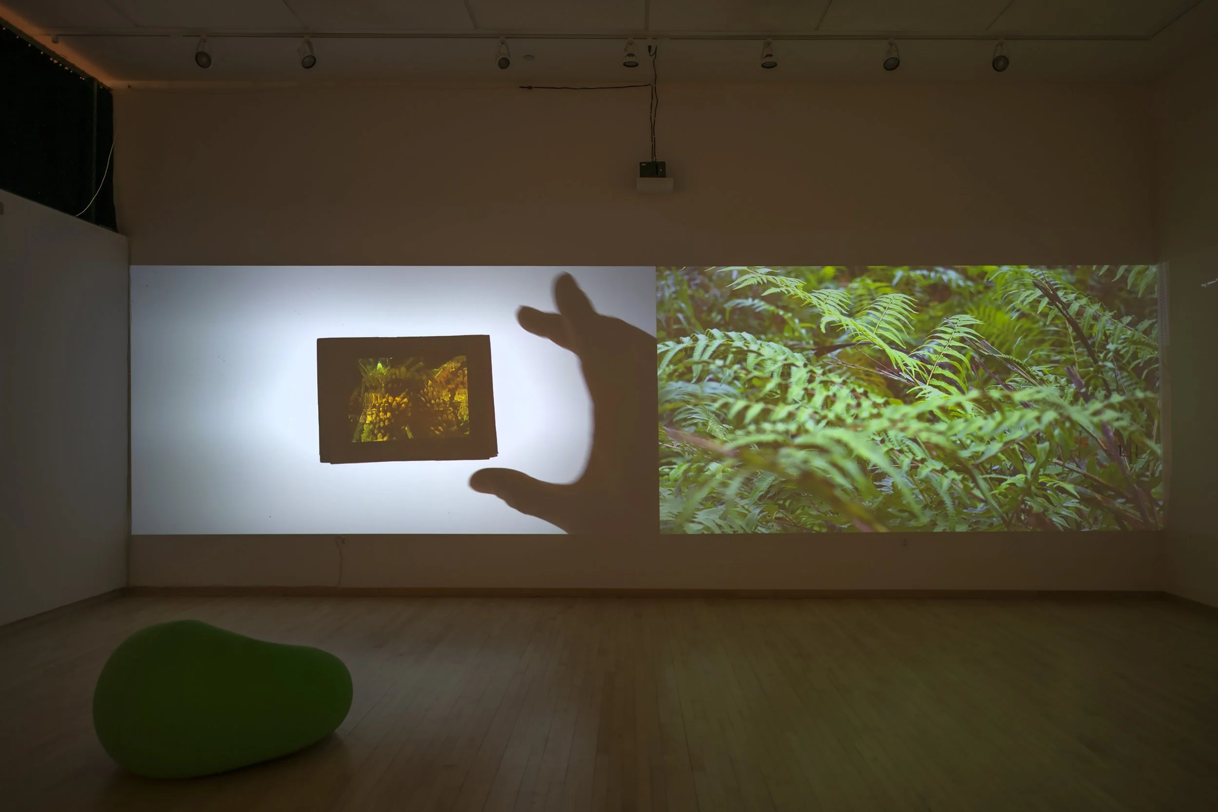 "Flora After," 4 channel video Installation, (12:48) Dimensions variable, 2026, Photo Credit: John Carlano  