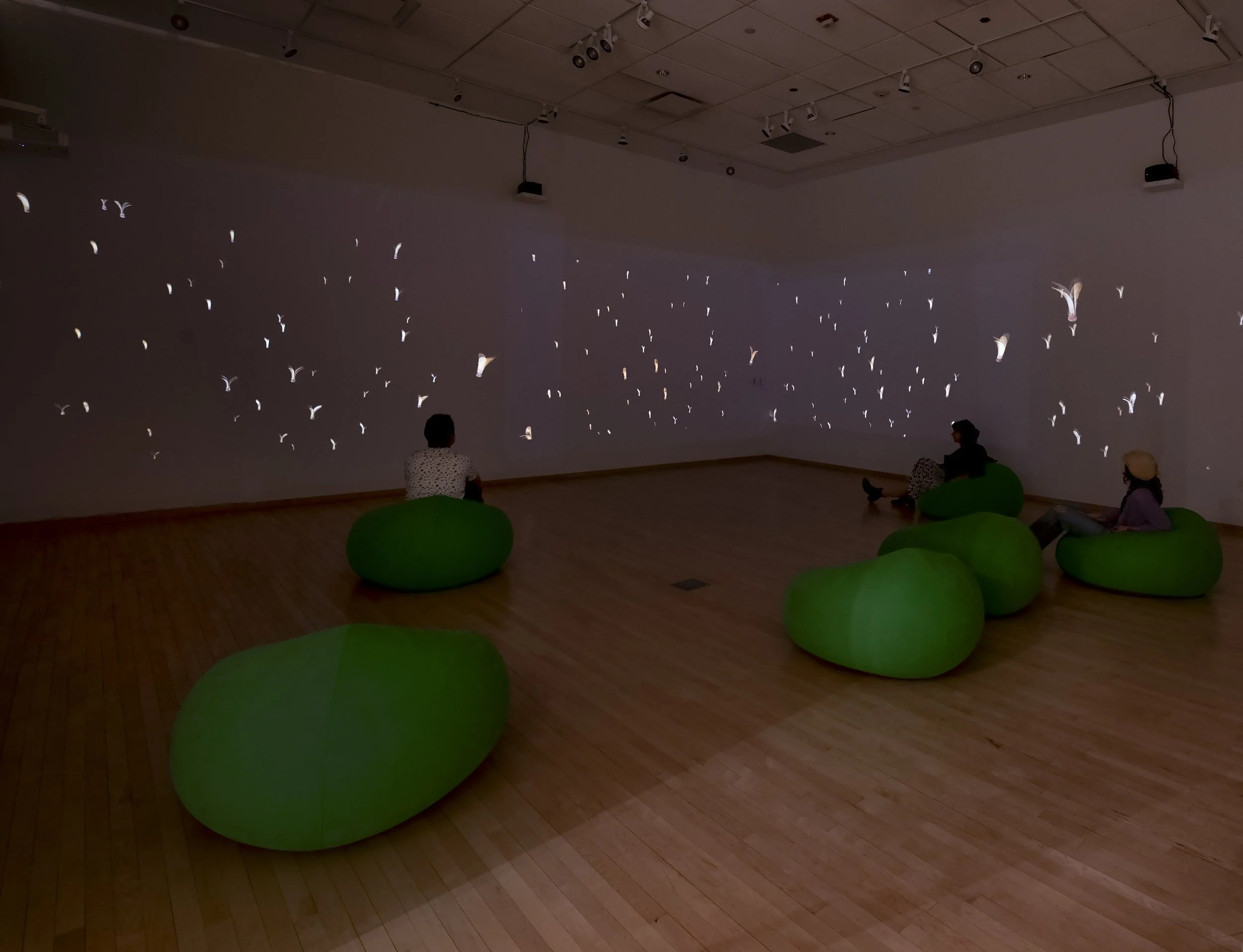 "Flora After," 4 channel video Installation, (12:48) Dimensions variable, 2026, Photo Credit: John Carlano  