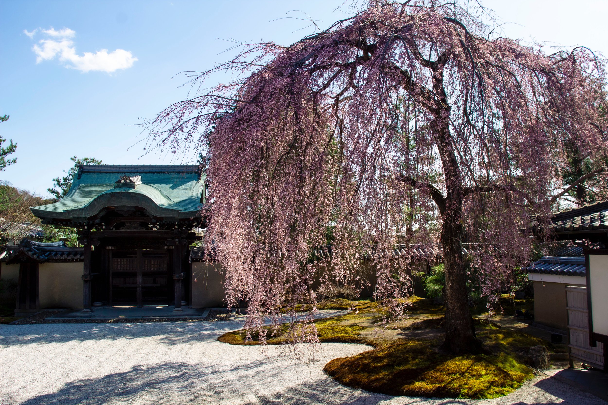 Japan in The Spring, 2023, Photography DSLR, 17.28" x 11.52"