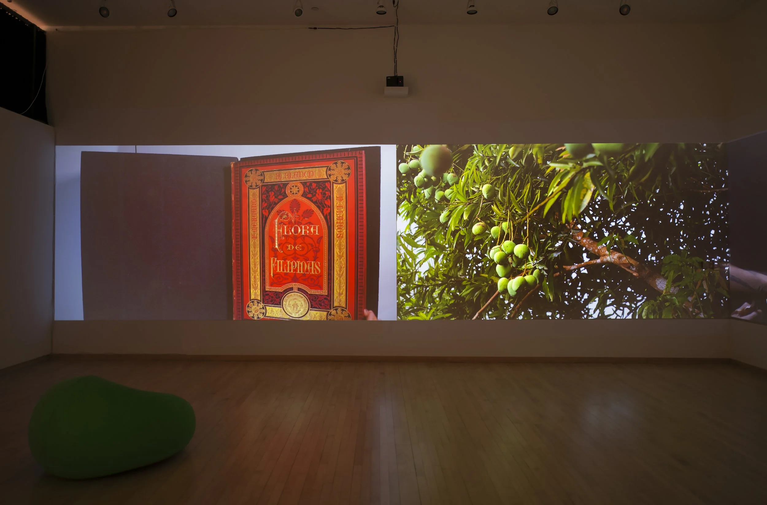 "Flora After," 4 channel video Installation, (12:48) Dimensions variable, 2026, Photo Credit: John Carlano  