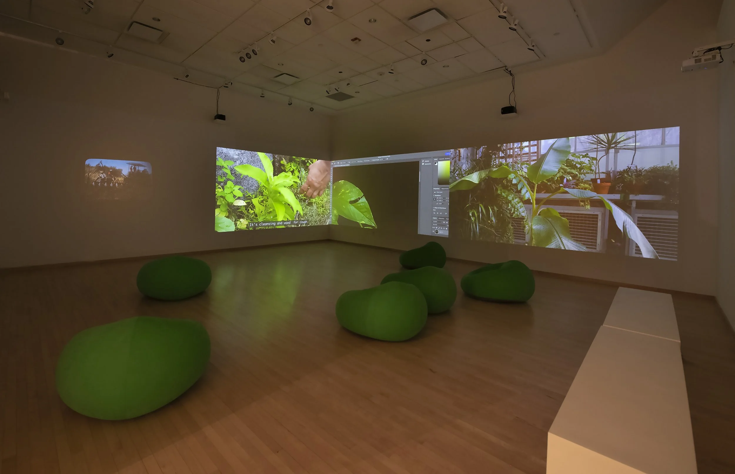 "Flora After," 4 channel video Installation, (12:48) Dimensions variable, 2026, Photo Credit: John Carlano  