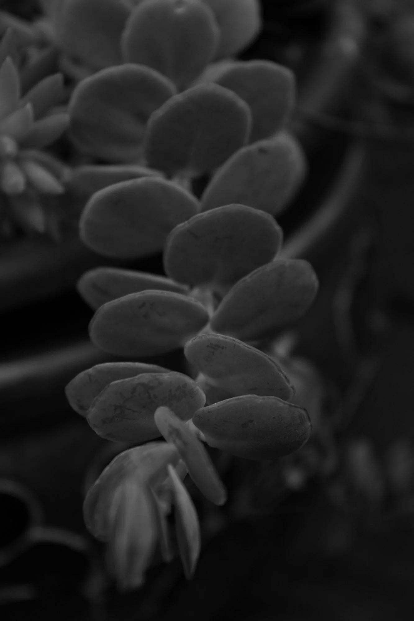 “Fossil," 2021, Digital Photography, 2021