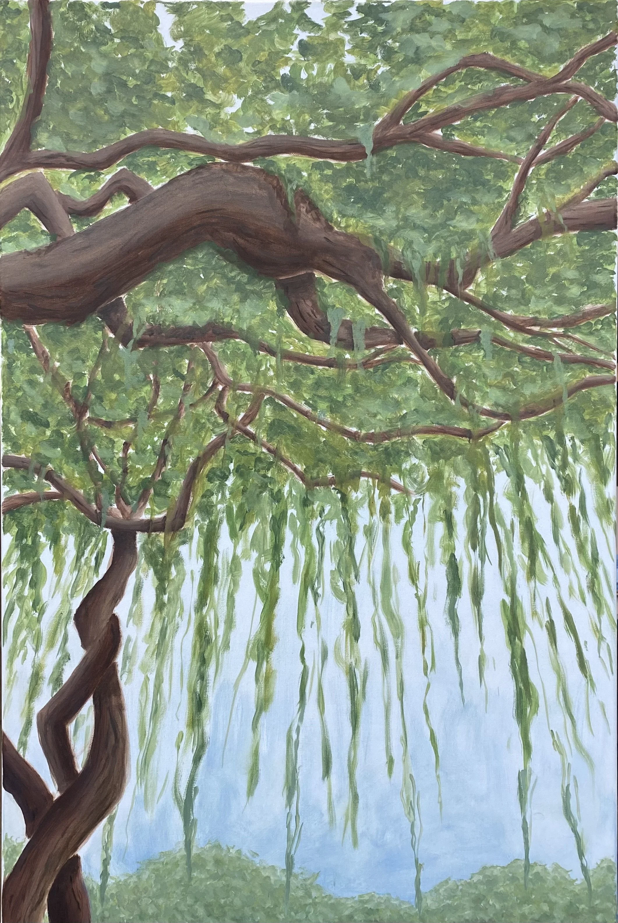 "Willow" 2023, Oil on canvas, 24" x 38"