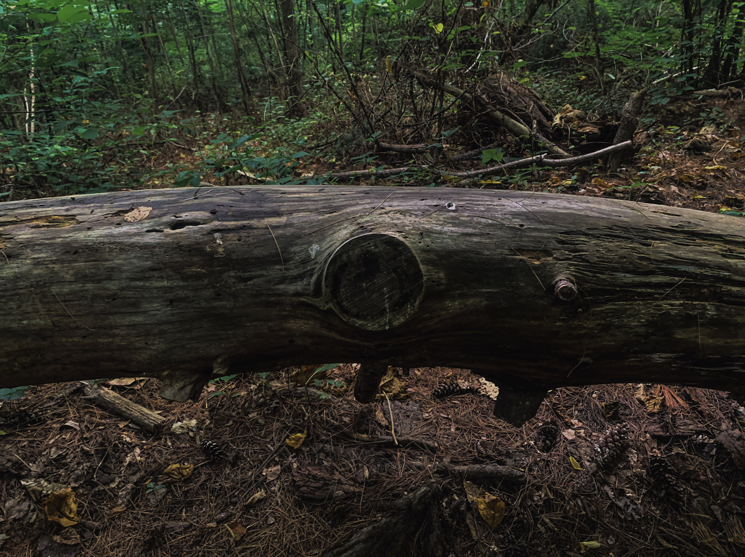 Log, Digital Photography, 2023