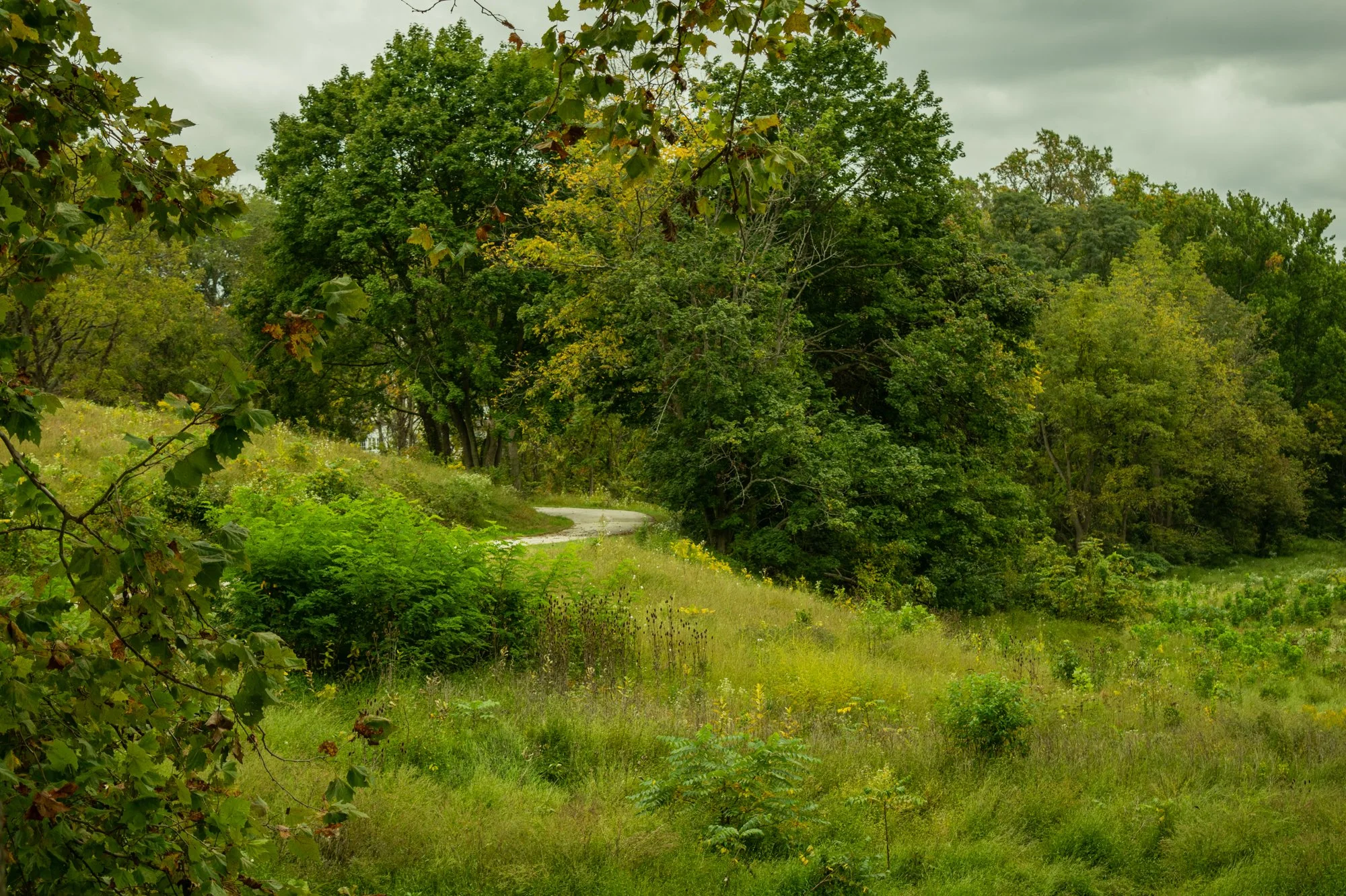 “Valley Forge Greenery," 2021, Digital Photography, 8” by 10”