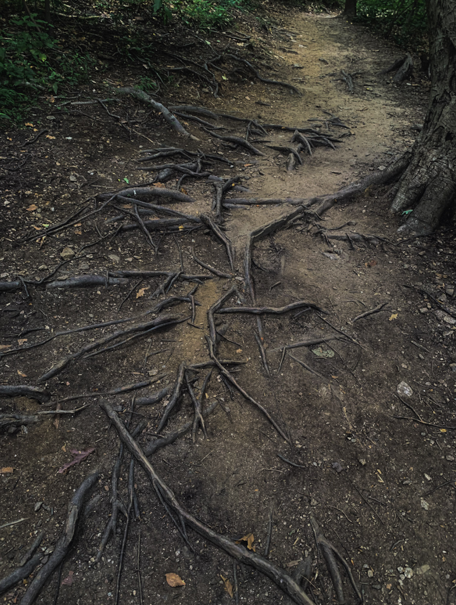 Scattered Pathway, Digital Photography, 2023