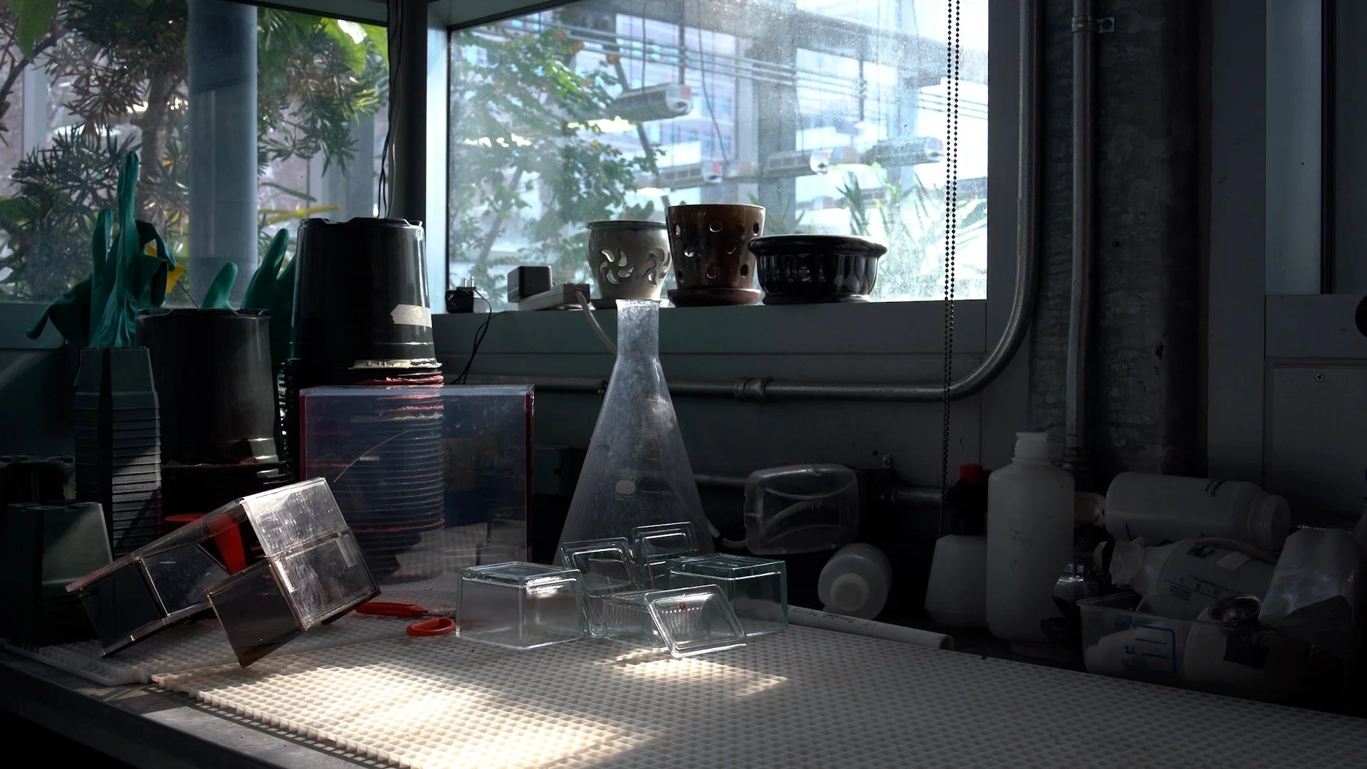  "Flora After," (film still) 4 channel video Installation, (12:48) Dimensions variable, 2026  