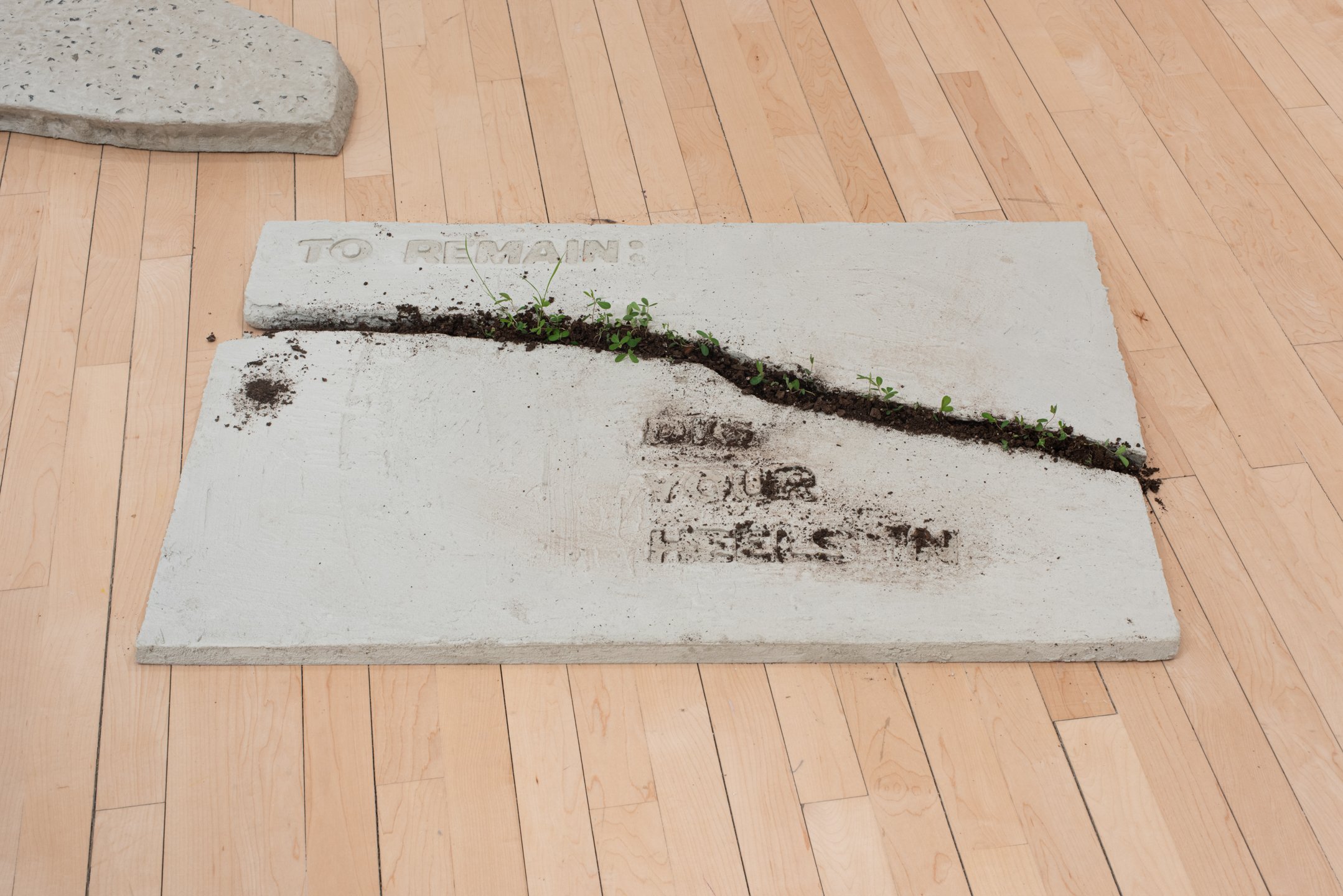 "Fault Lines" (close up), 2025, Concrete, Glass, Dirt, Dandelion, clover, Goldenrod, Alfalfa. Photo Credit: Neighboring States