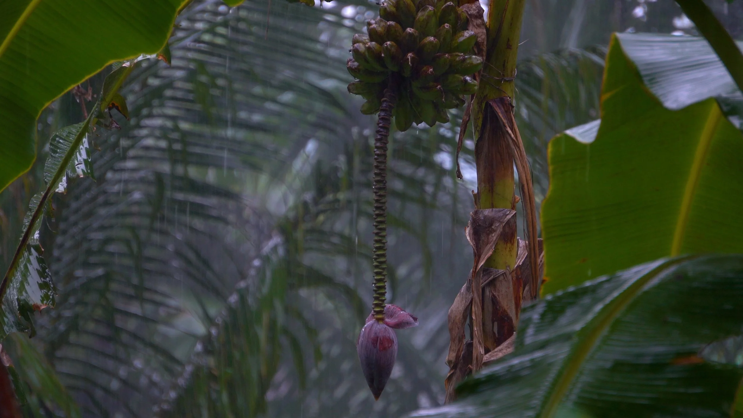  "Flora After," (film still) 4 channel video Installation, (12:48) Dimensions variable, 2026  