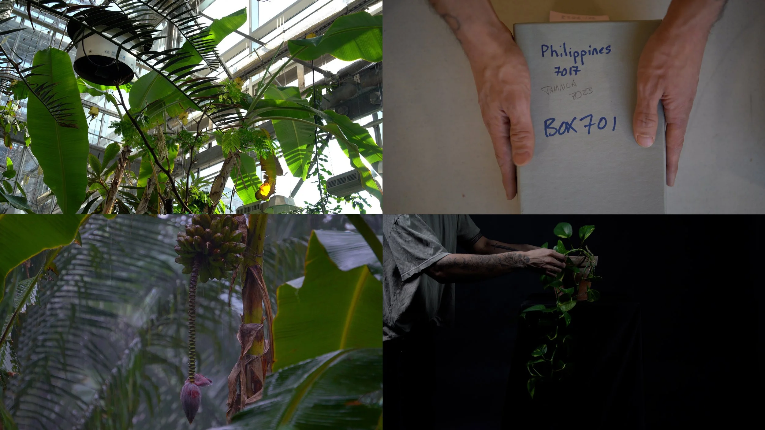  "Flora After," (film still) 4 channel video Installation, (12:48) Dimensions variable, 2026  
