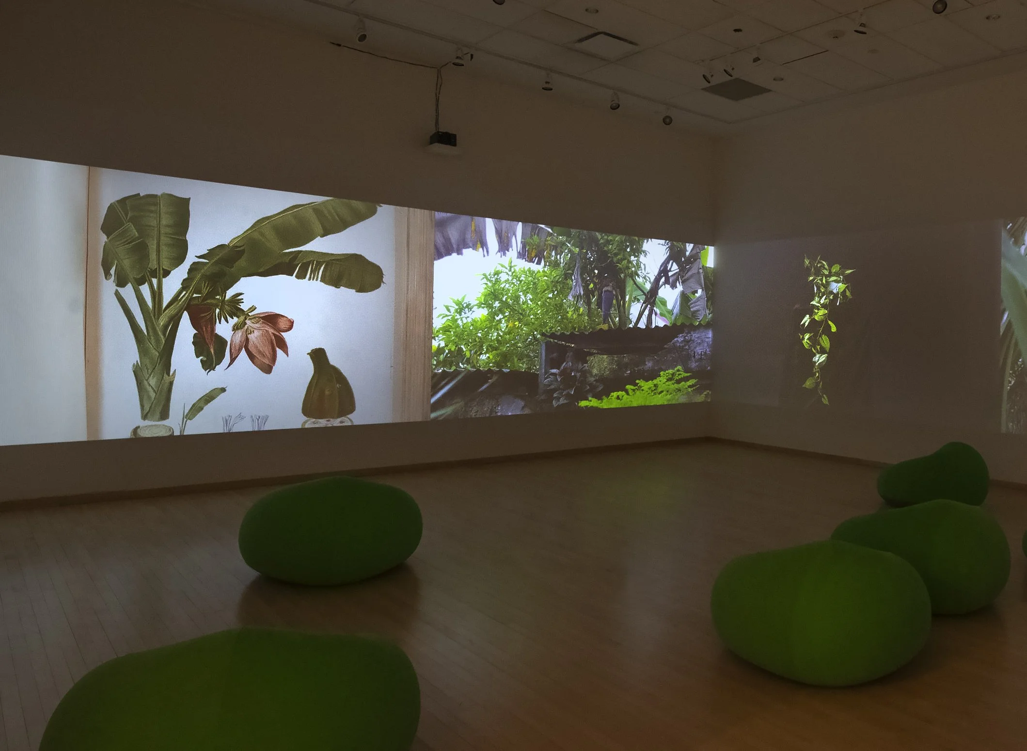 "Flora After," 4 channel video Installation, (12:48) Dimensions variable, 2026, Photo Credit: John Carlano  