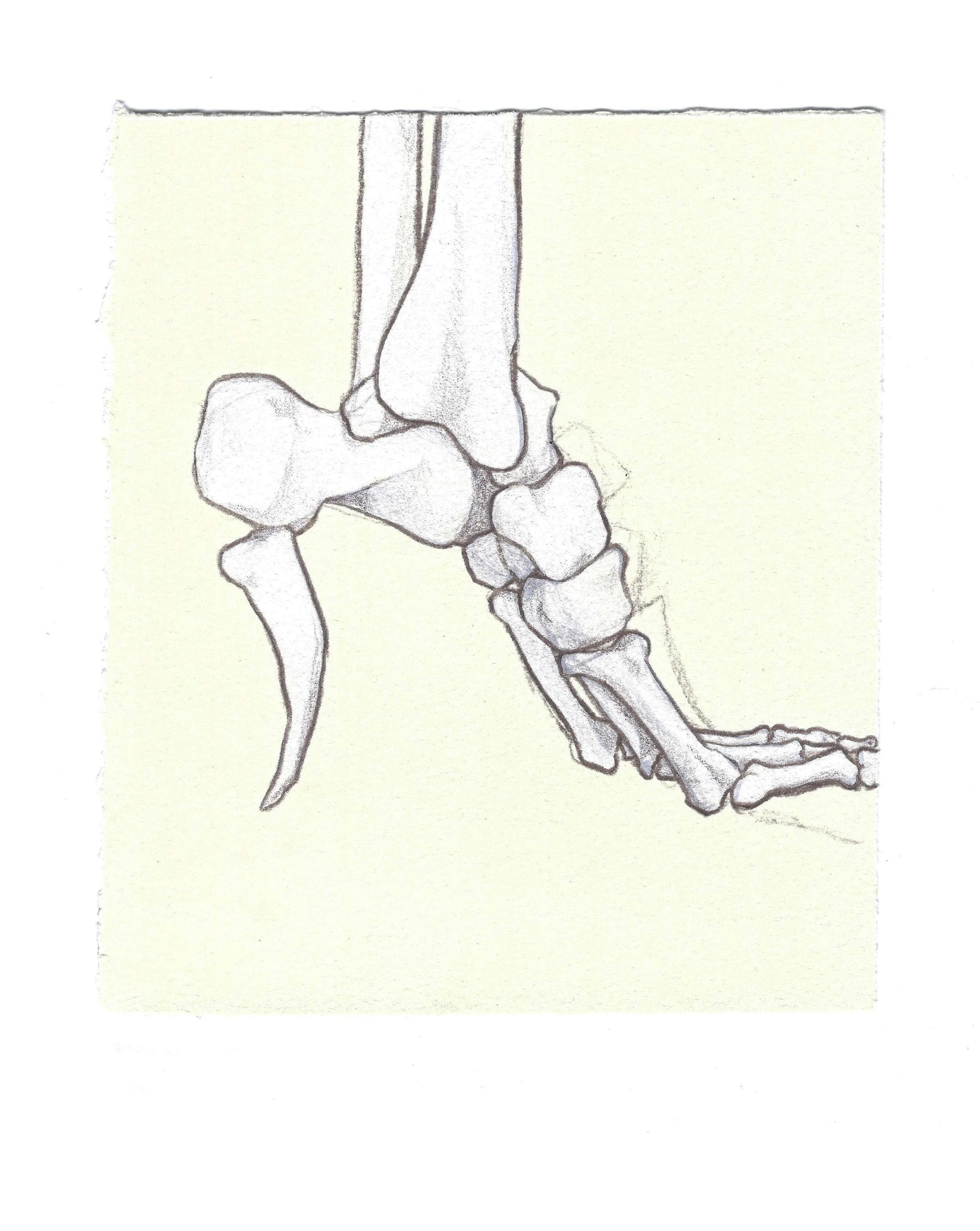 Posterior Tarsal Phalange