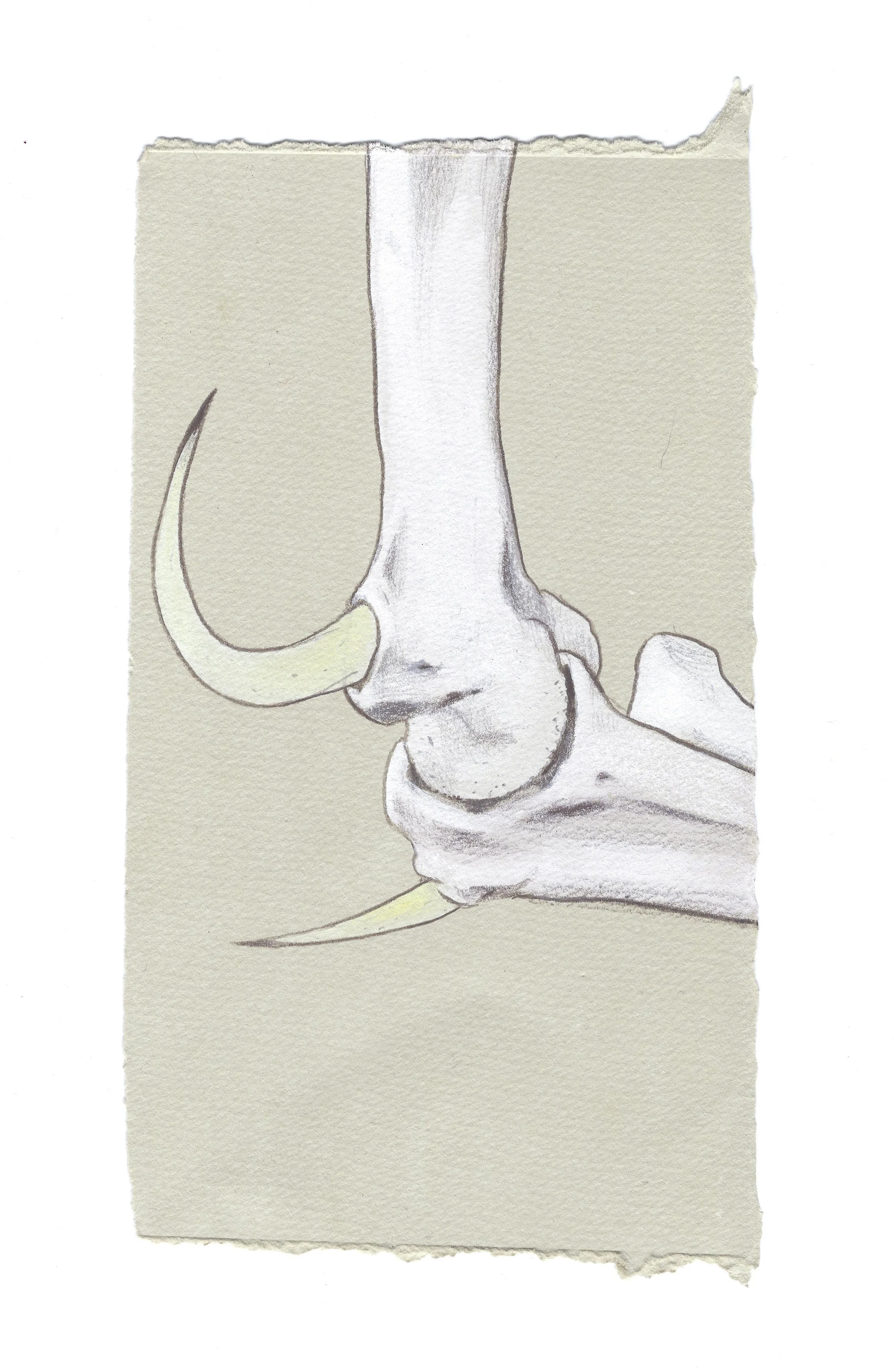 elbow spurs.jpg