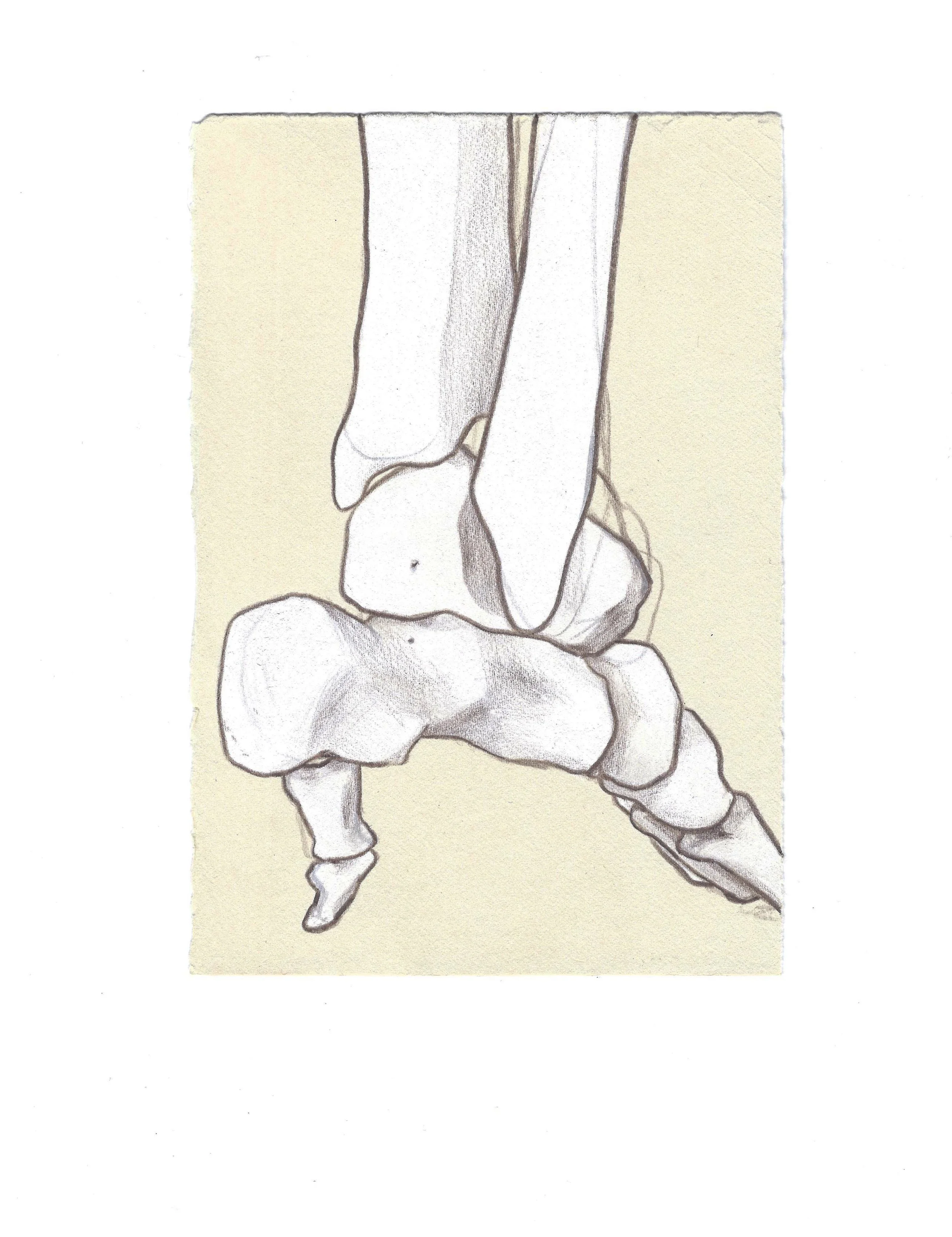 Posterior Tarsal Phalanges Kitten-Style