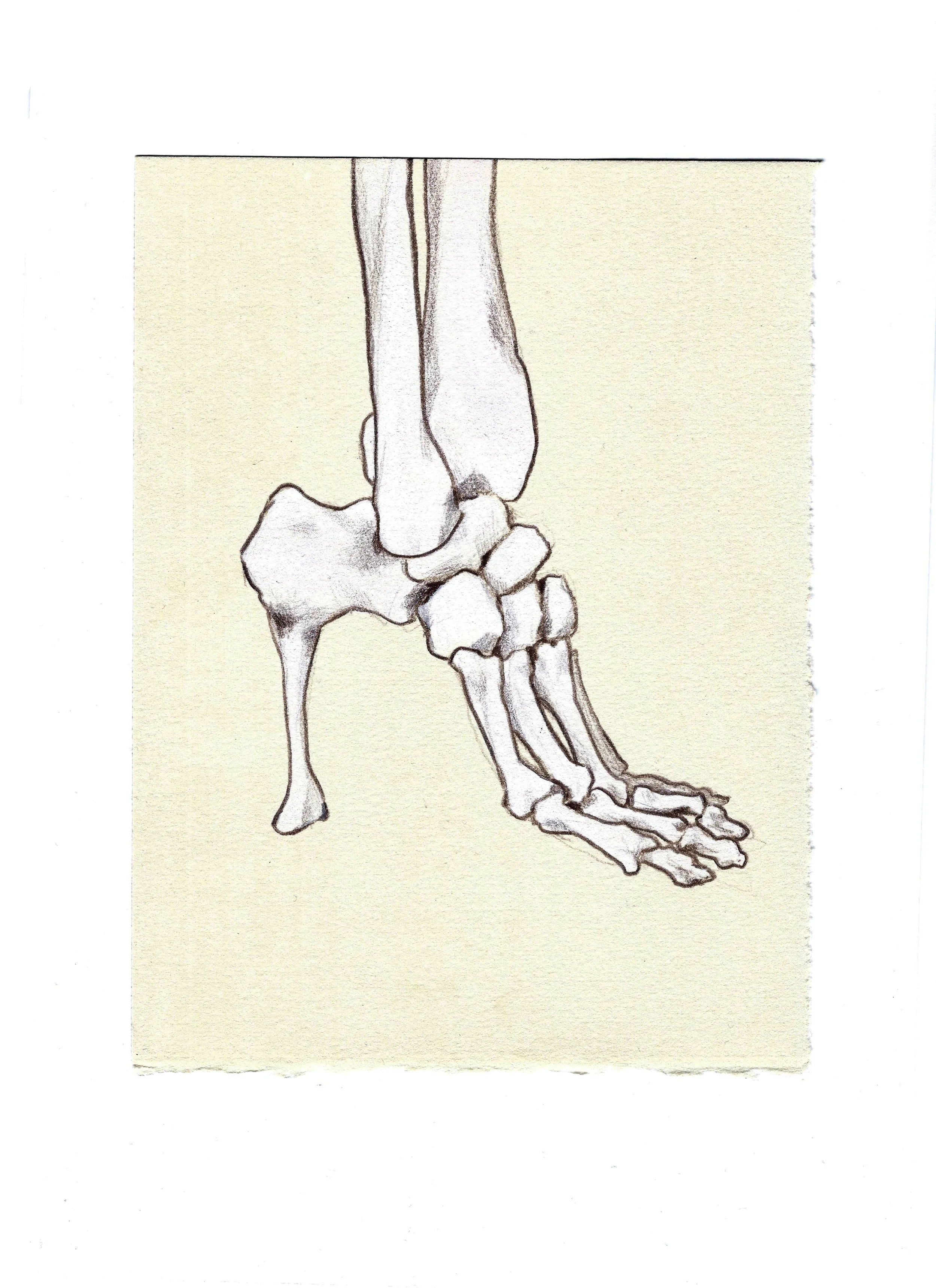 high heel bone.jpg