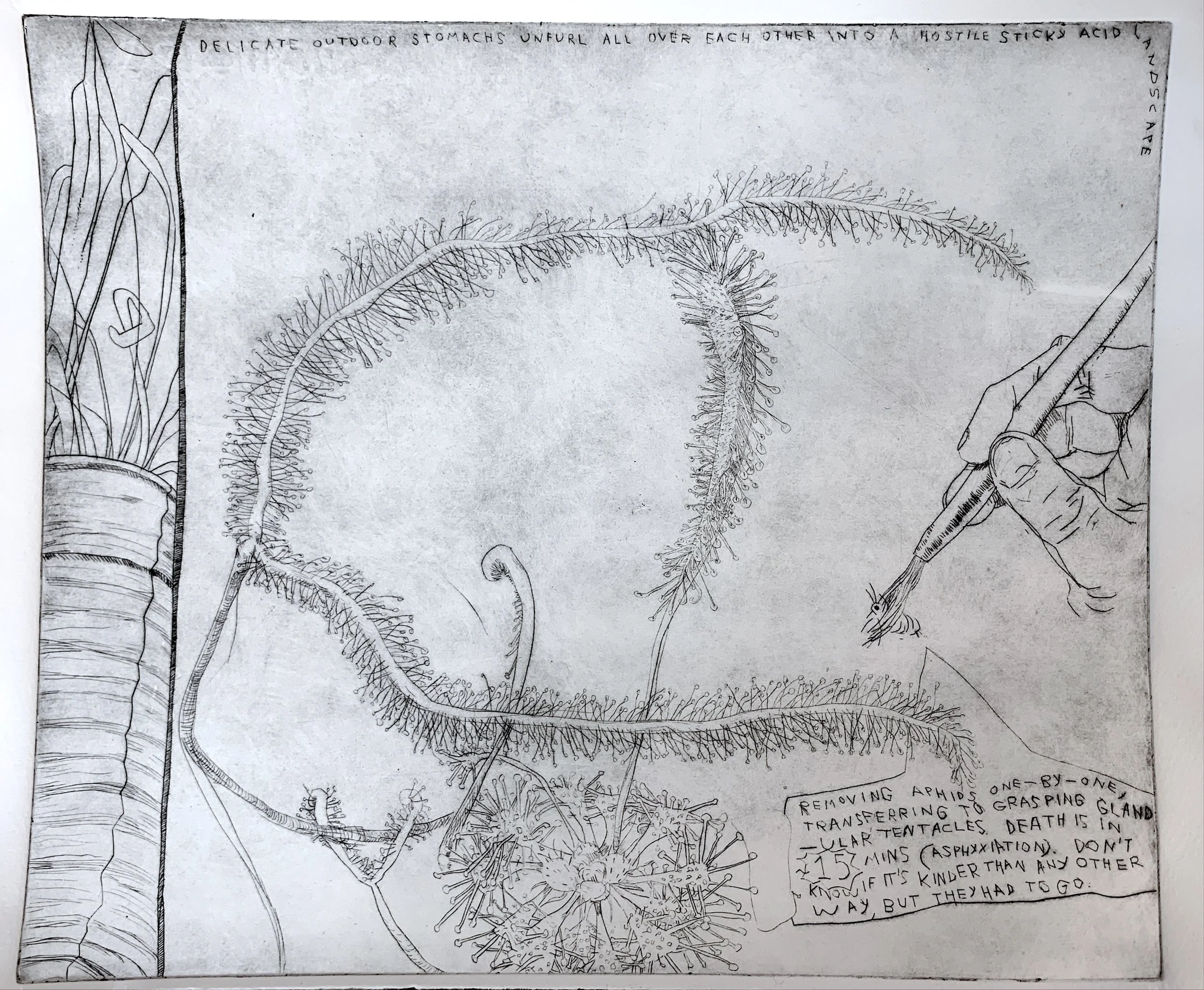 Sundew Drypoint 1.JPG
