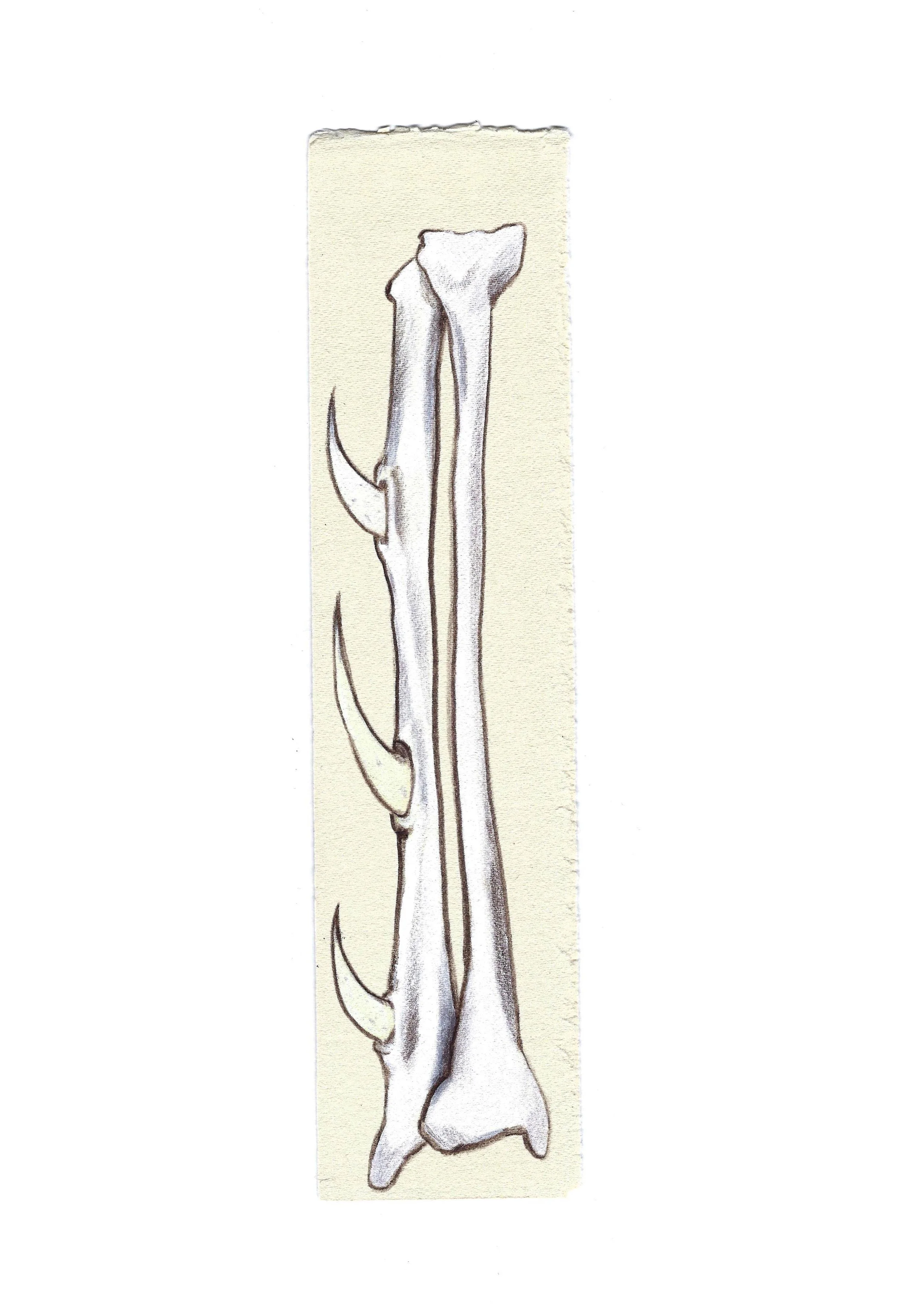 fibular spurs.jpg