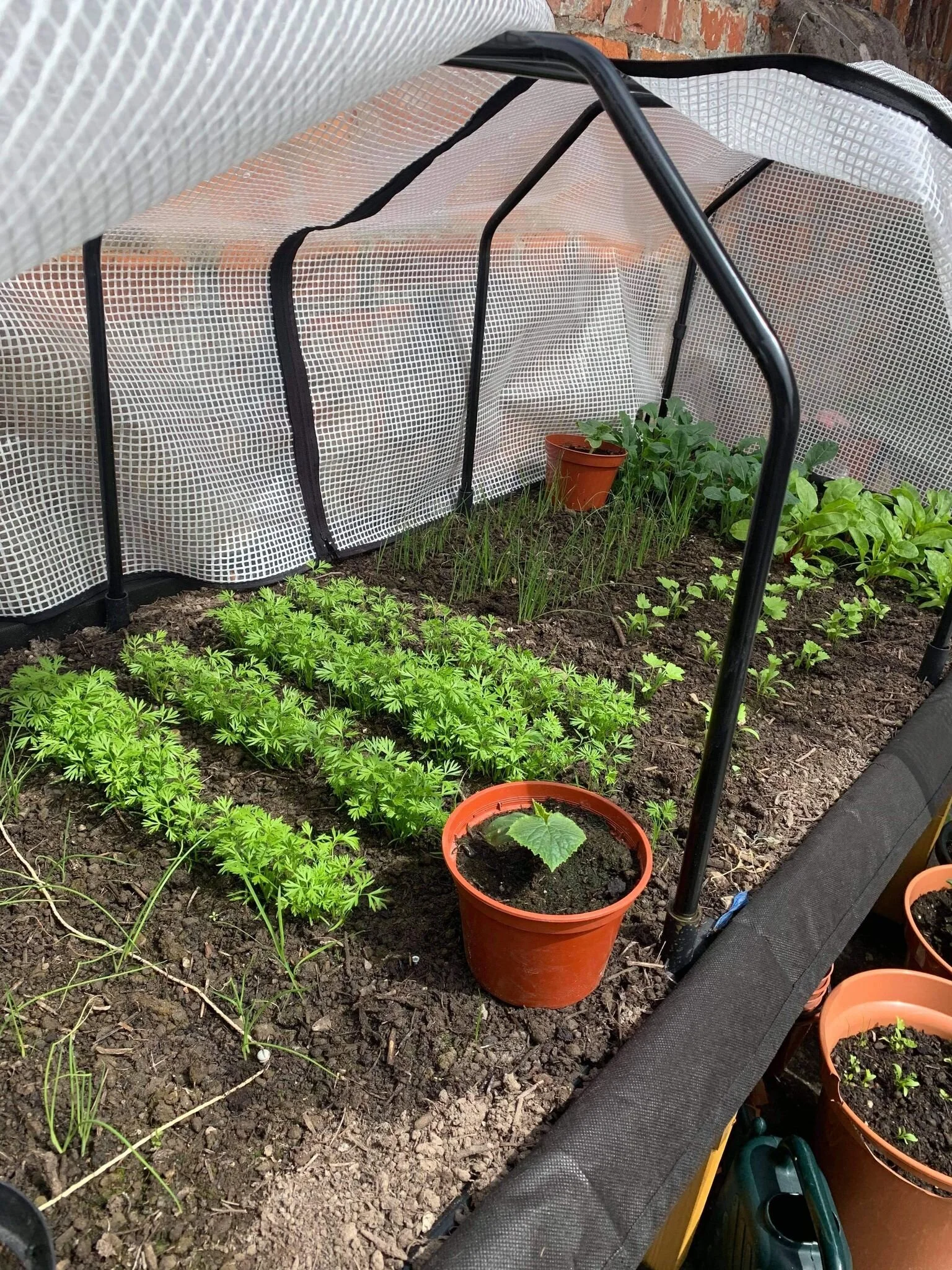 HR garden 4.jpg
