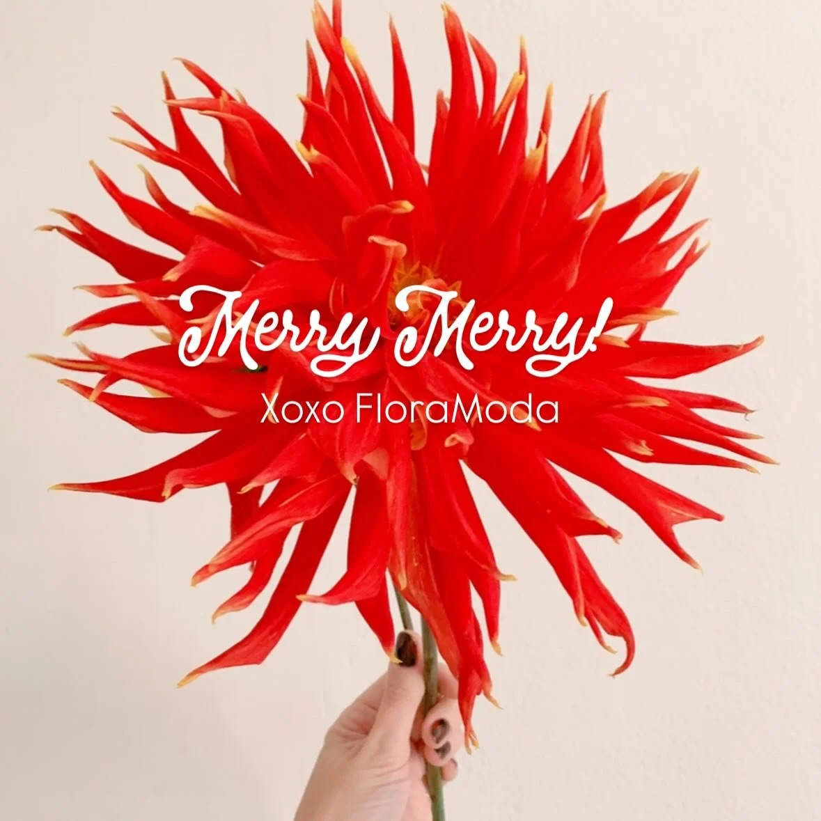 Wishing you all a day of love, friends, family and flowers🥰🌺🌲