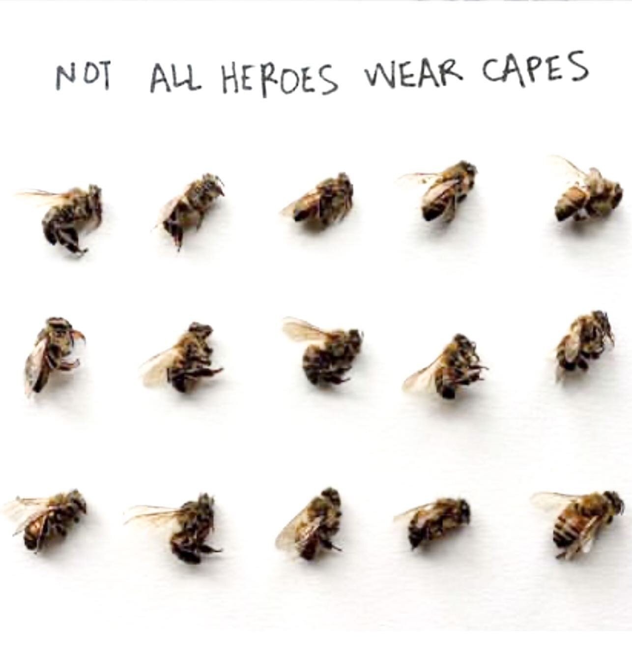 Anyone who thinks they&rsquo;re too small to make a difference, has never met the honey bee 🐝 

.
.
.
#zerowastelife #therefilleryyxe #saskatoon #rethink #reuse #refill #ecostore #shoplocal #localsaskatoon #zerowastejourney #zerowasteliving #zerowas