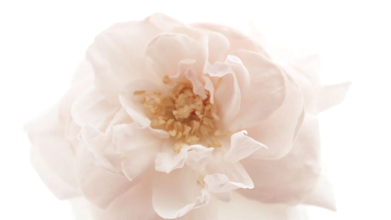 bloom.jpg