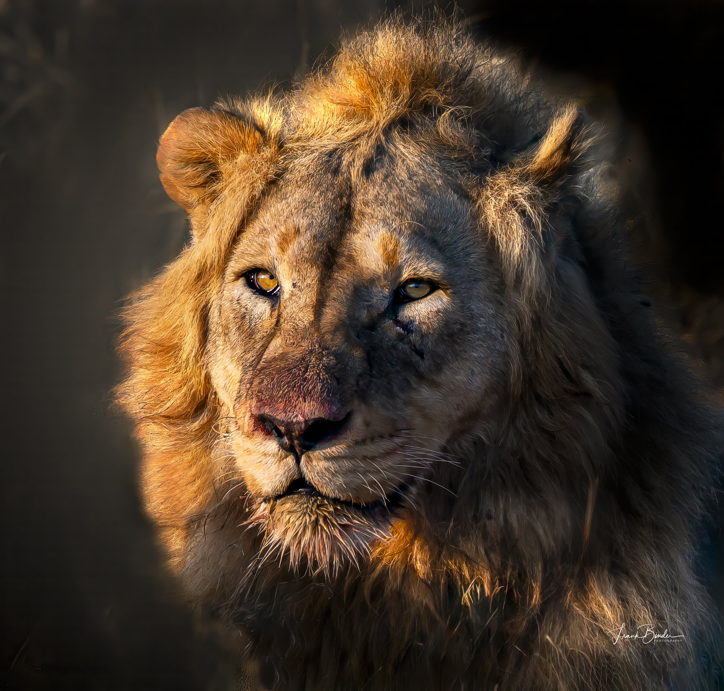 Male Lion Portrait