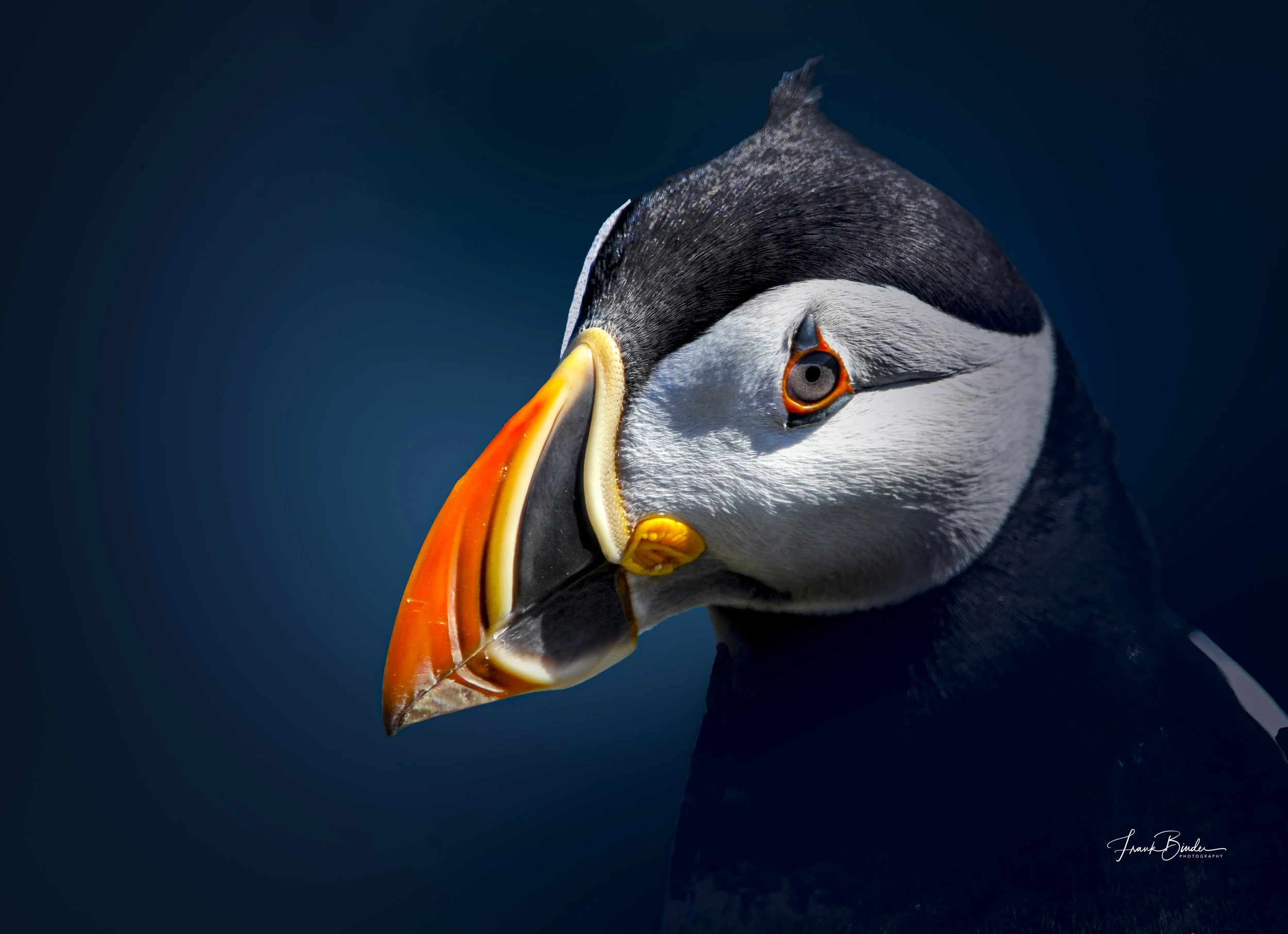 puffin-2.jpg