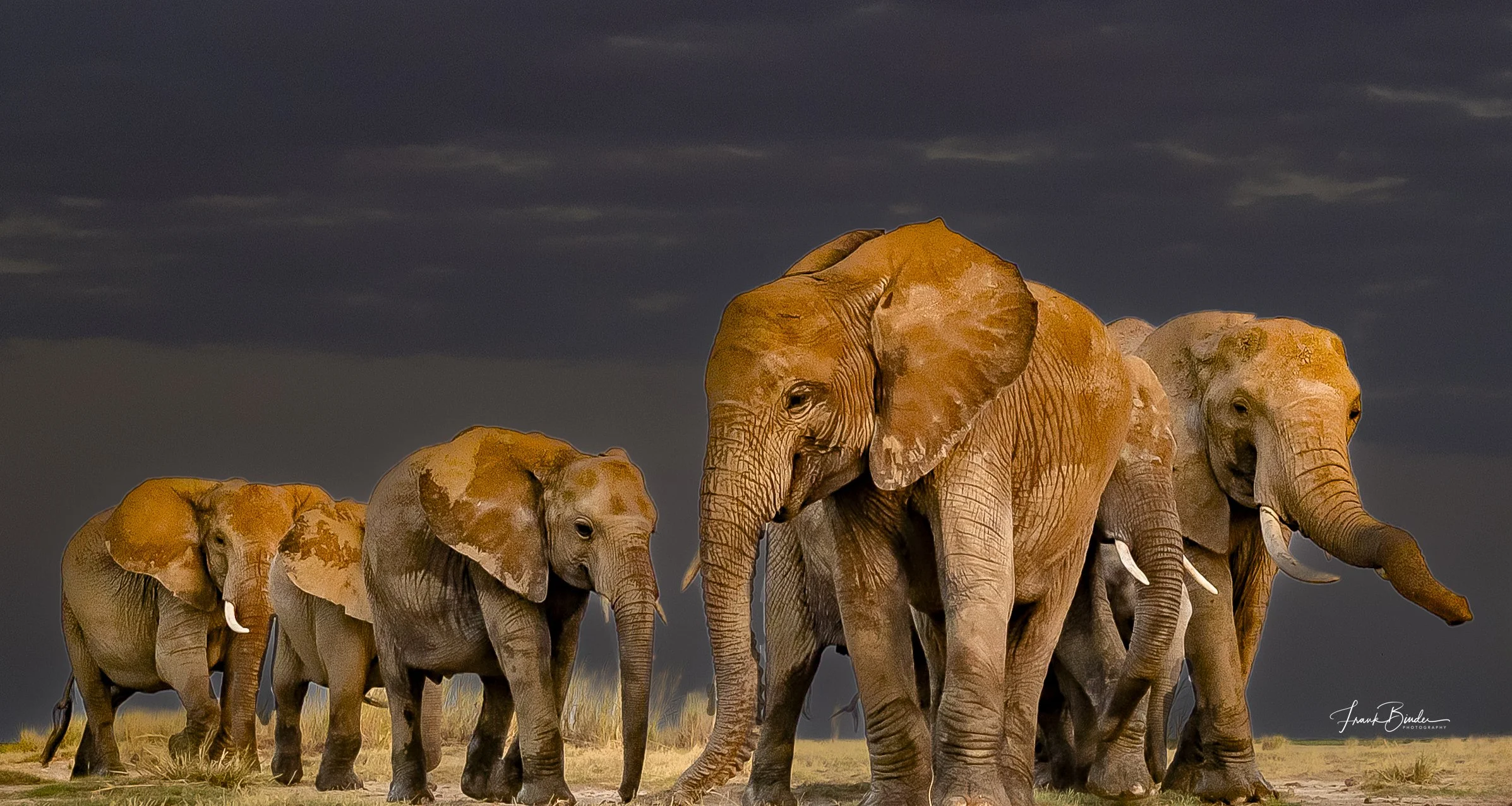 Elephant Family
