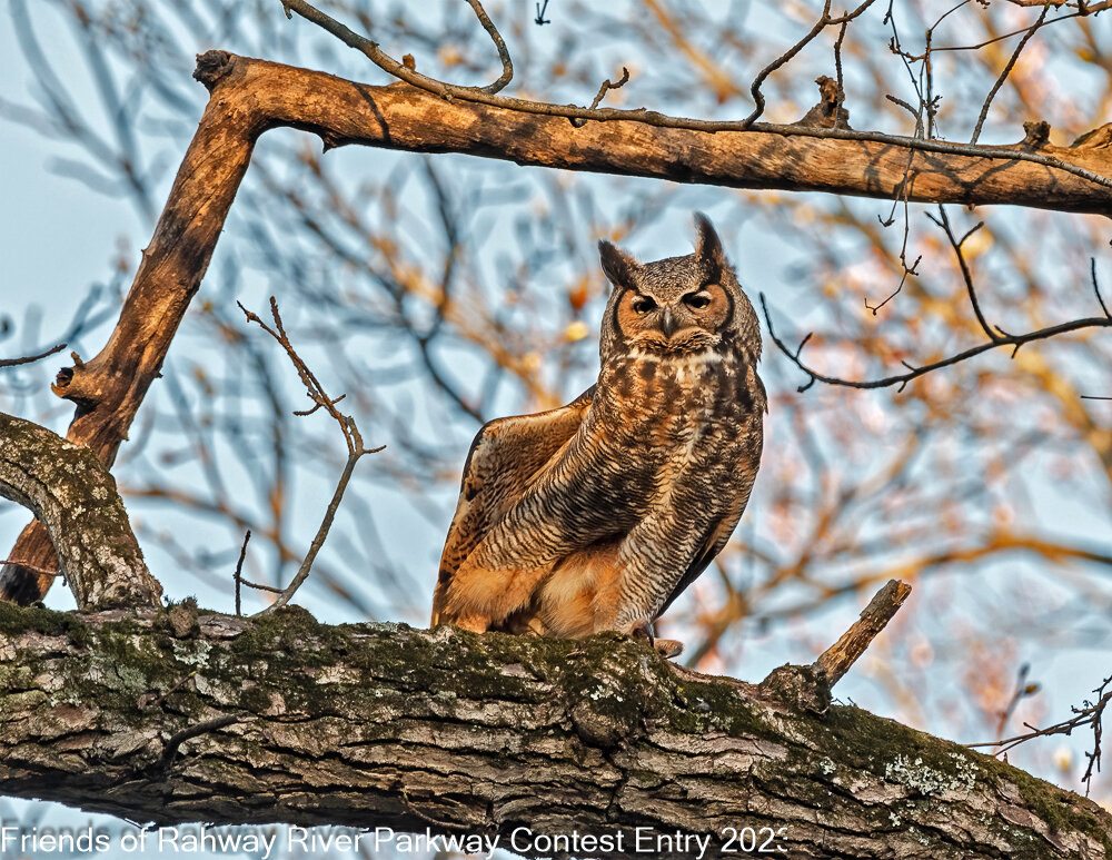 March marks the beginning of Meteorological Spring! Are you ready for a dose of Pre-Spring and the blossoming of nature? It's time to flip the page on your 2024 Rahway River Parkway calendar to March and feast your eyes on this magnificent creature &