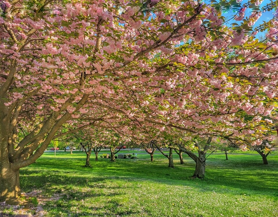 Happy first day of Spring!!!! 🌷 Let's welcome the season of new beginnings by celebrating our beautiful parks. Join us in preserving and enjoying the natural wonders along the Rahway River. Whether it's a peaceful stroll, a picnic with loved ones, o