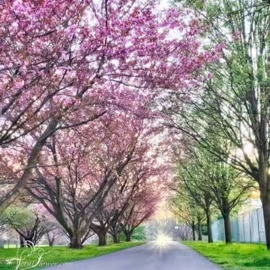 While Frderick L. Olmsted did not have a direct hand in introducing cherry blossom trees to American parks. He did incorporate them into his park designs. And we get to enjoy them throughout our parks. 🌳

Olmsted believed that parks should serve as 