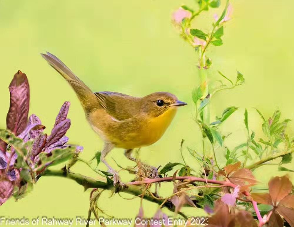 Meet the not-so-common Common Yellowthroat! 🌟 This little birdie might be small, but its charm is HUGE! 😍 Sporting a flashy yellow throat (hence the name 😉), these feathered friends are the epitome of sass and style in the avian world.  Whether th