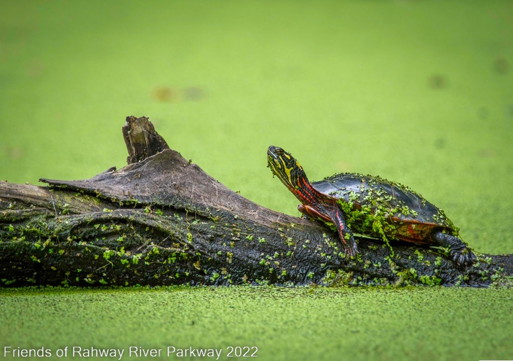 Happy World Turtle Day! 

Some helpful tips to help our local turtles: 

When a turtle is crossing the road and in danger of being run over.
turtle road, do the following:

If it&rsquo;s safe to pull over and help it, pick up the turtle towards the r