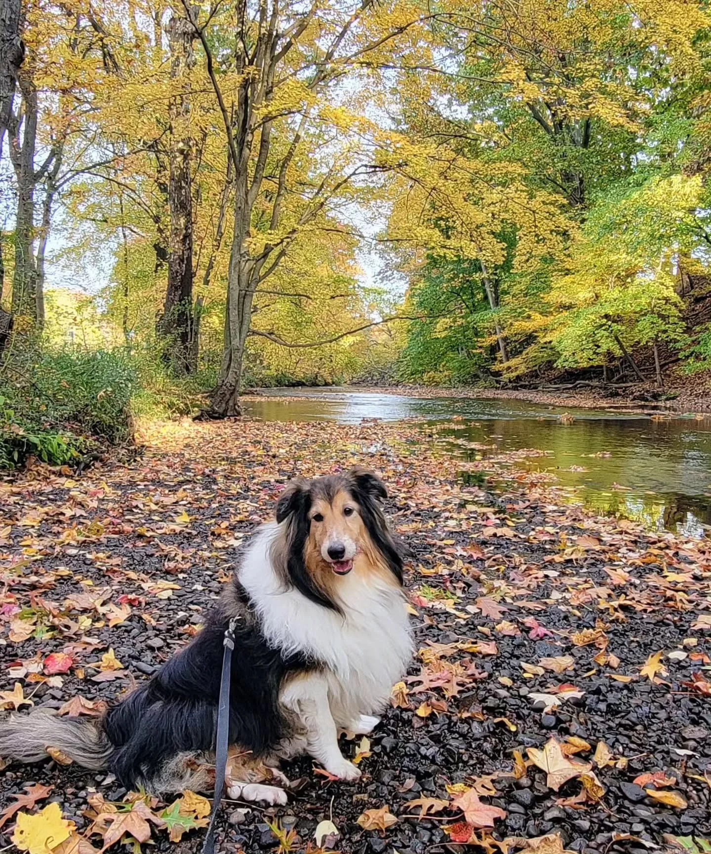 Get your four-legged furry friends ready for our Pupparazzi on the Rahway River Parkway PHOTO CONTEST! Capture fun park moments of your pup in our parks for some cool prizes!! Stay tuned, we're announcing soon!! 🌳 🐾 📸. 

#forrpdogs #dogsofthepark 