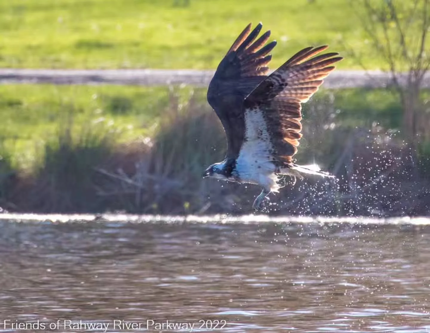 A Nat Geo moment captured at Nomahegan Park, by Beverly Goldschmidt @bevgold_photography.  Show us your park moments through your lens and the beauty of our local parks. Enter our Rahway River Parkway Photo Contest! 

To learn how to enter click on t