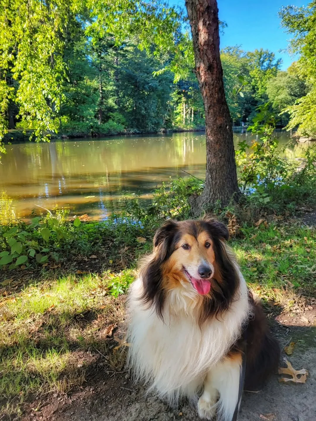 Let's see your pup!!! Tag us! Enter our website!!! Pupparazzi on the Parkway Photo Contest is still going!! Let's see your furry best friend enjoying the parks. Top entries can win prizes thanks to our sponsor @cbpetmarket !! 🐾 🌳 🐾.

For info and 